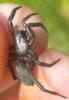 Gnaphosa sp.